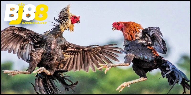 Khám phá luật chơi đá gà Thomo 369