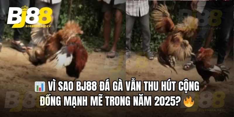 BJ88 🎖️ Link Đá Gà Trực Tiếp BJ88 COM Nghêu Hấp Thái | +100K Free 3 Nguồn đá gà trực tiếp BJ88 từ SV388, Thomo