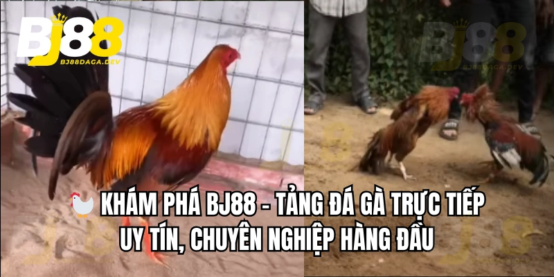 BJ88 🎖️ Link Đá Gà Trực Tiếp BJ88 COM Nghêu Hấp Thái | +100K Free 2 BJ88 dấu chân bóng đá Bournemouth và Bologna
