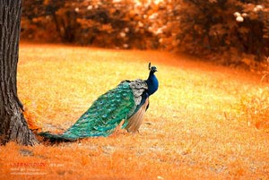 锁定4亿顶薪，哪里都不去！NBA首位8000万先生，你很难再拿总冠军，nba第一位亿元先生