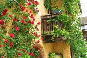 新世纪单赛季最高薪库里9连庄 科比7连霸老詹仅1次上榜，库里单赛季最高分