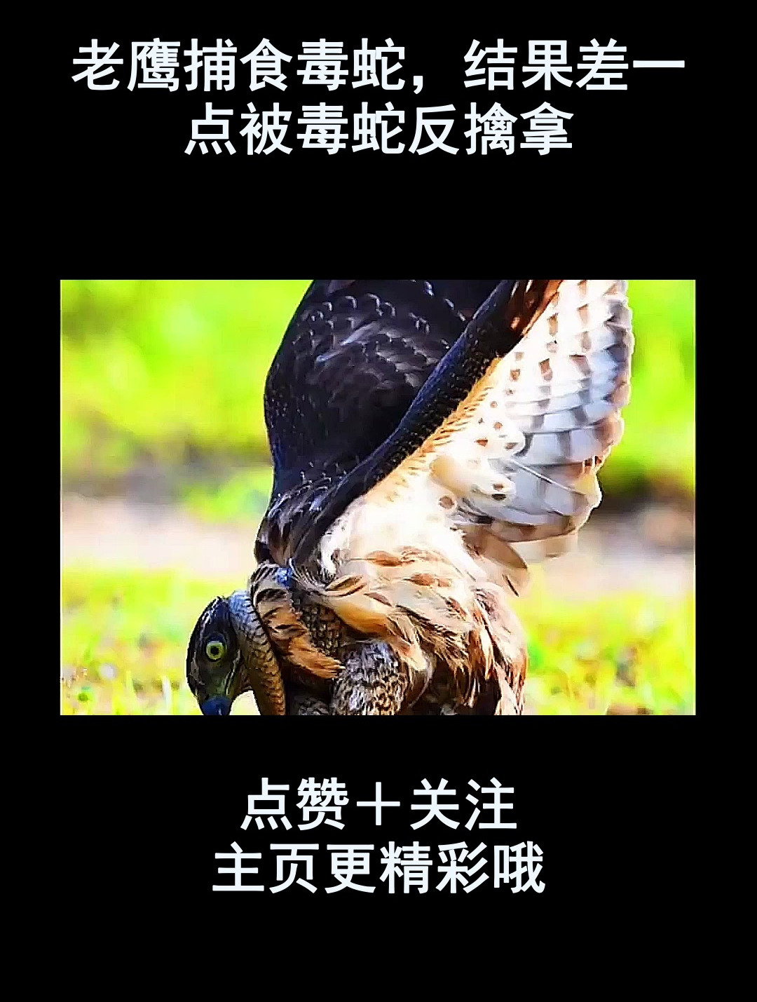 老鹰主场擒拿猛虎结束连败